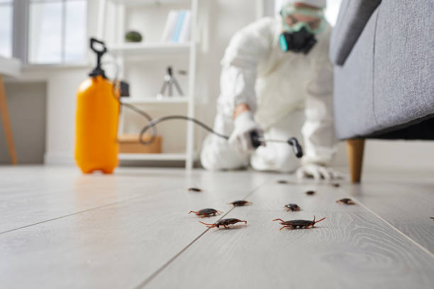 Commercial Rodent Management in Morton